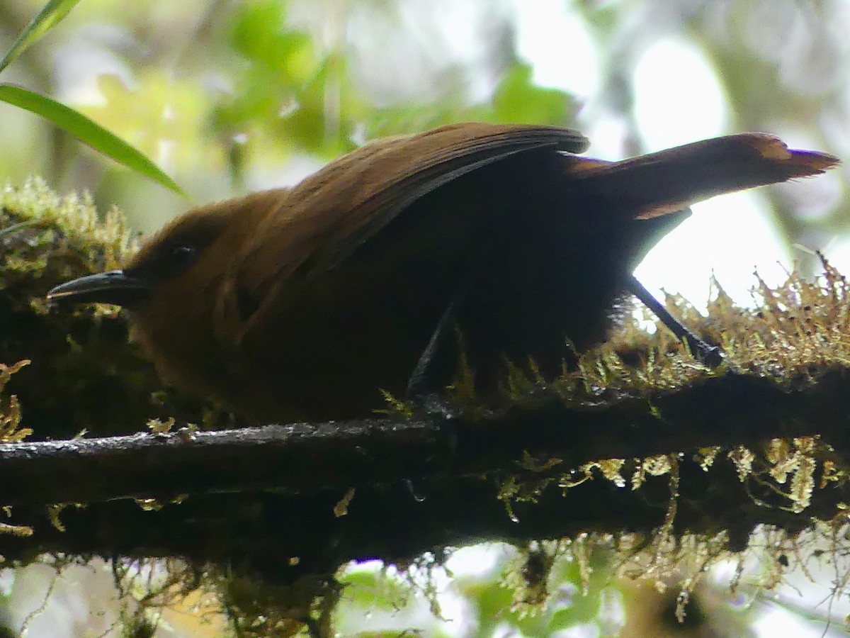 Rufous Wren - ML611374946