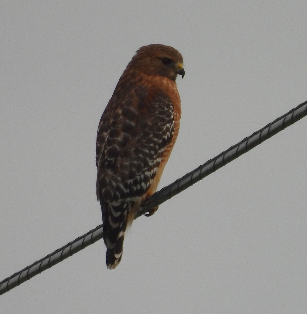 Red-shouldered Hawk - ML611374968