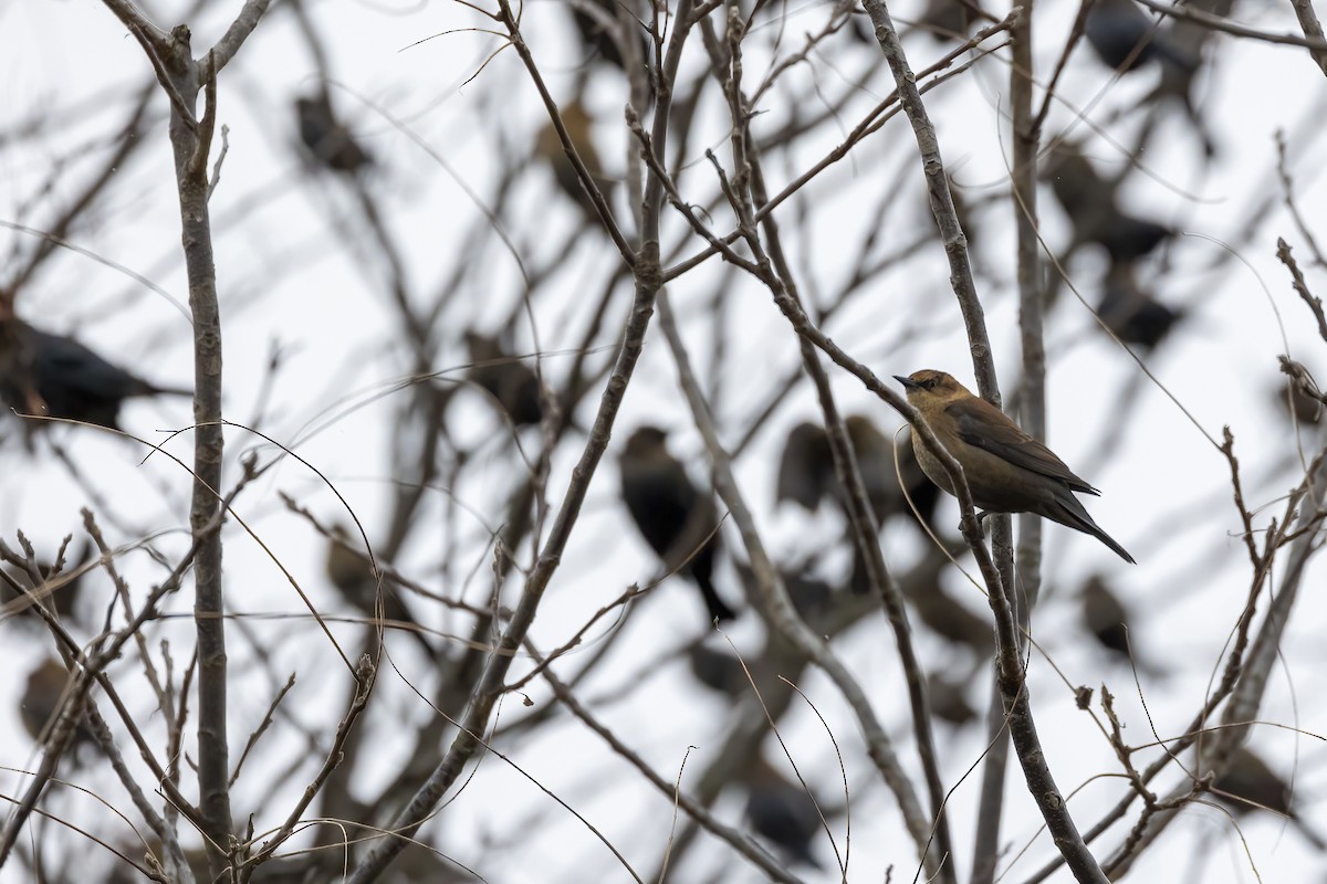 Rusty Blackbird - Nicholas March