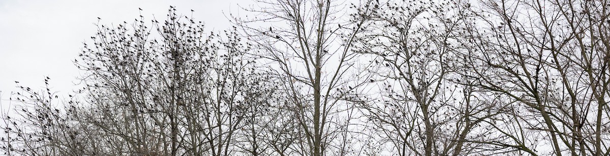 Rusty Blackbird - ML611375032