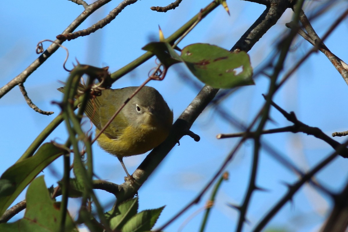 Nashville Warbler - ML611375062