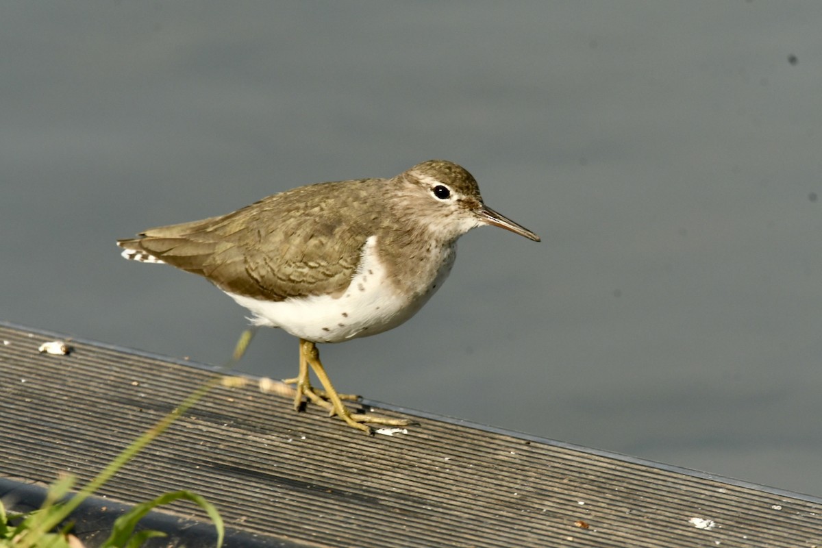 Spotted Sandpiper - ML611375112