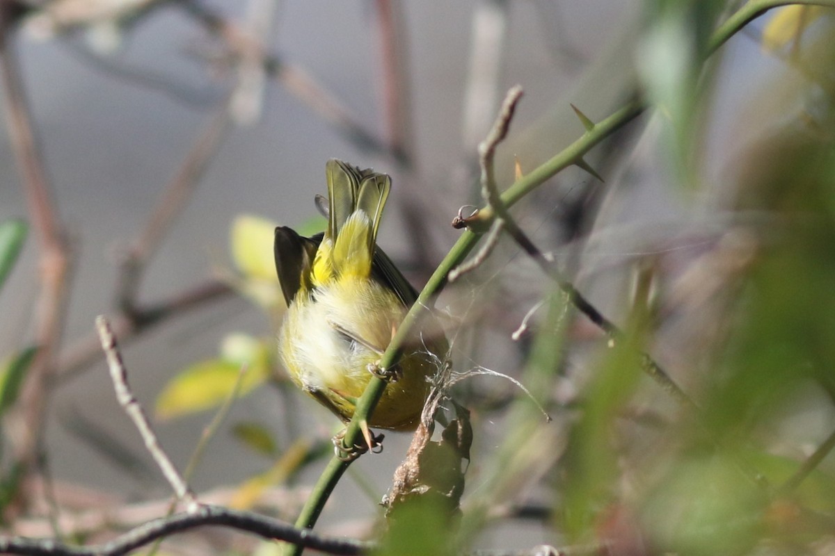 Nashville Warbler - ML611375119