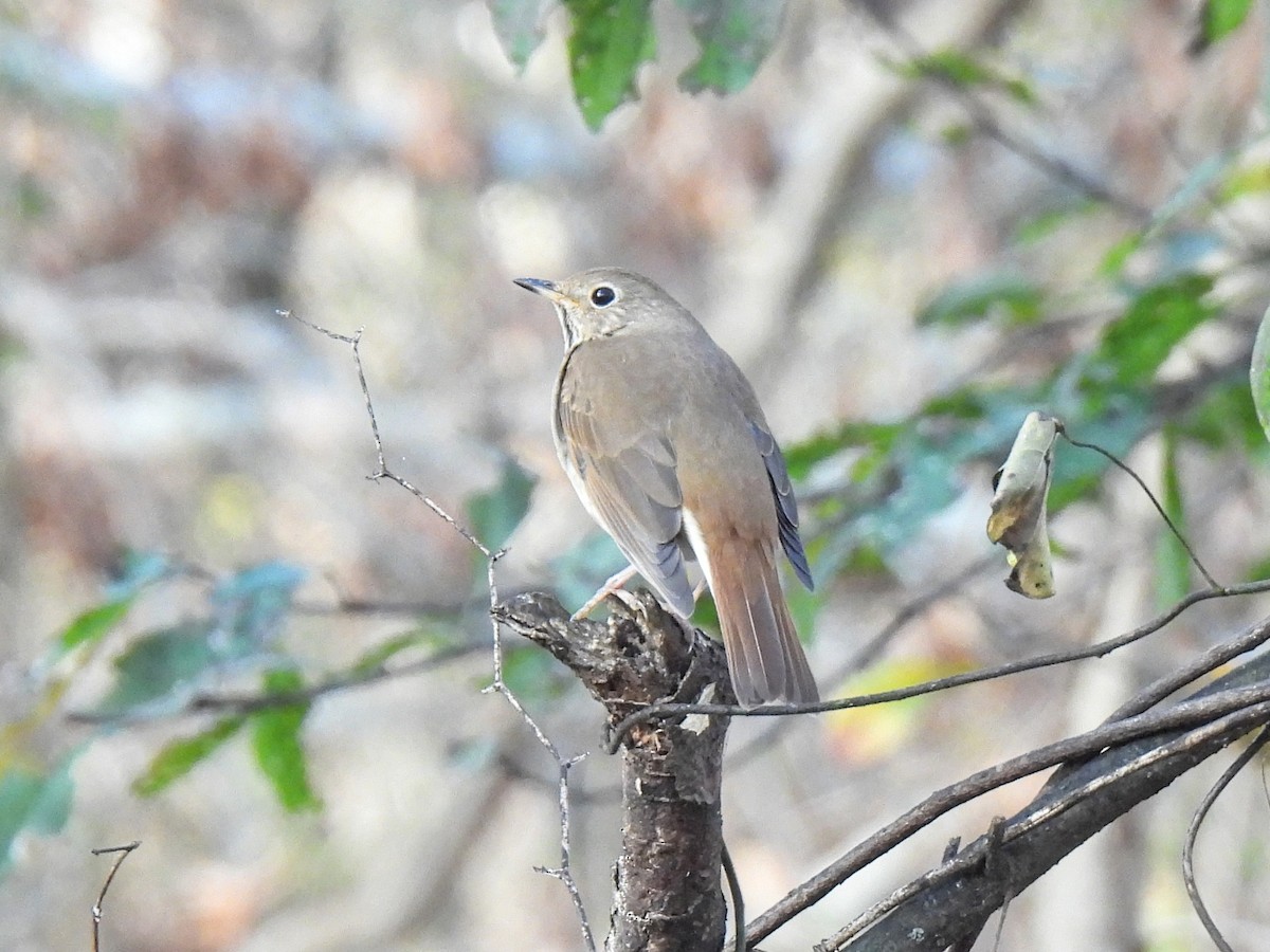 Hermit Thrush - ML611375195