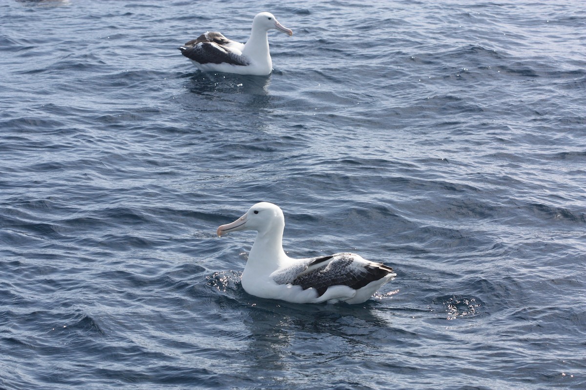 albatros královský - ML611375294