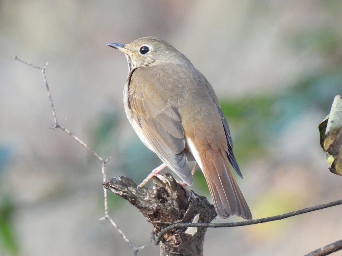 Hermit Thrush - ML611375305