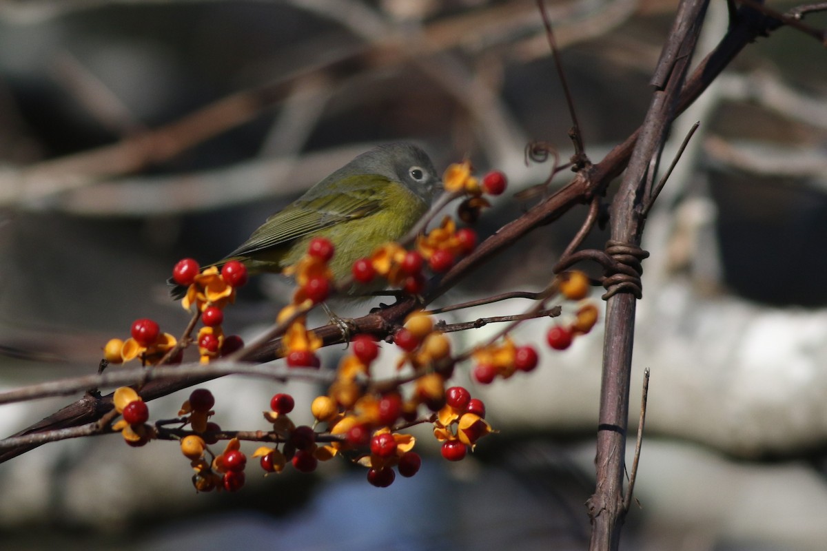 Nashville Warbler - ML611375329