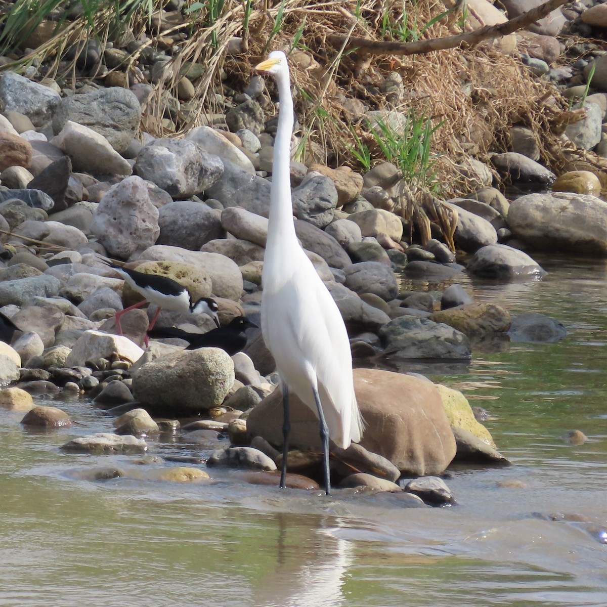 Great Egret - Mackenzie Goldthwait