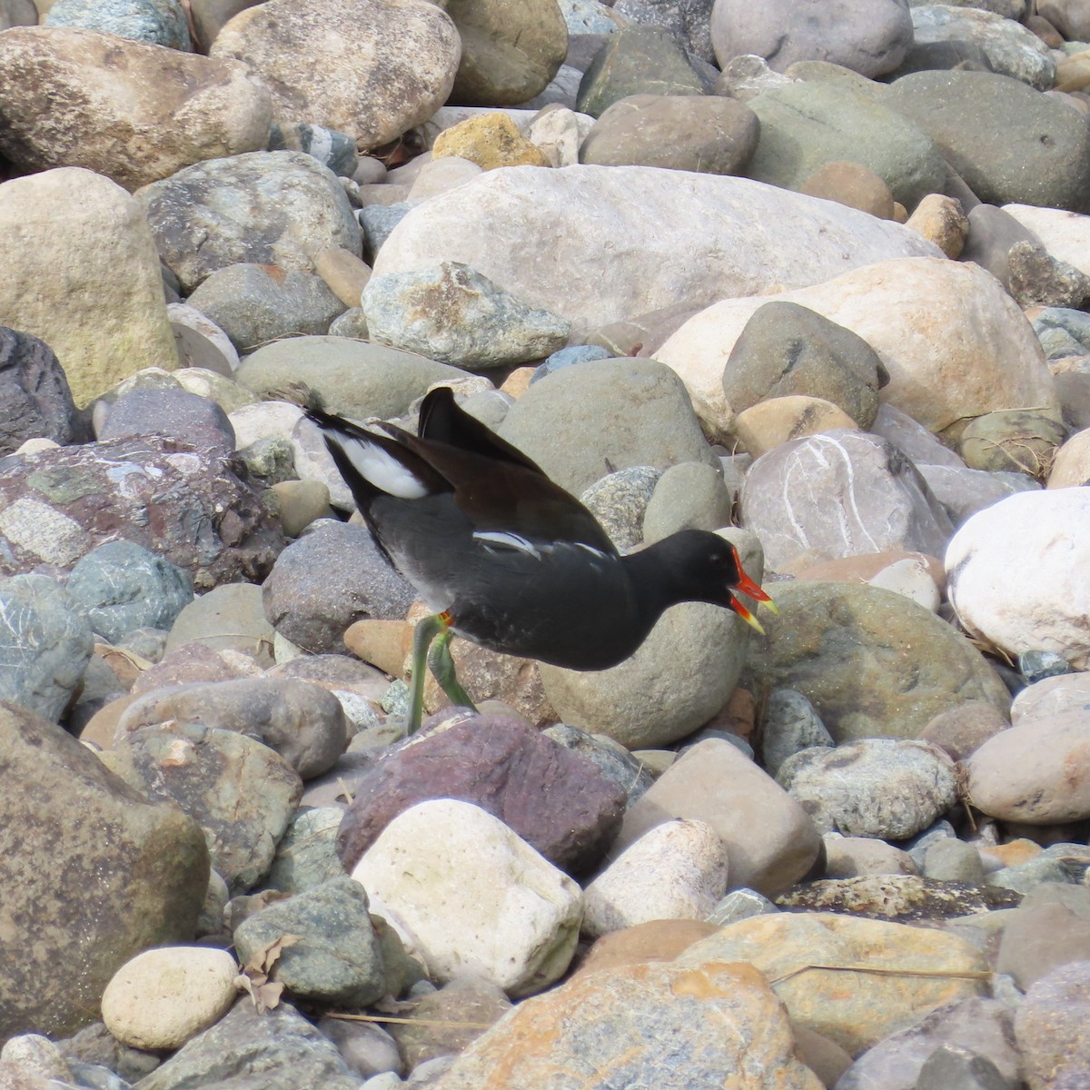 Common Gallinule - Mackenzie Goldthwait