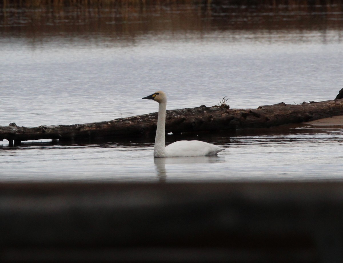 Tundra Swan - ML611375377