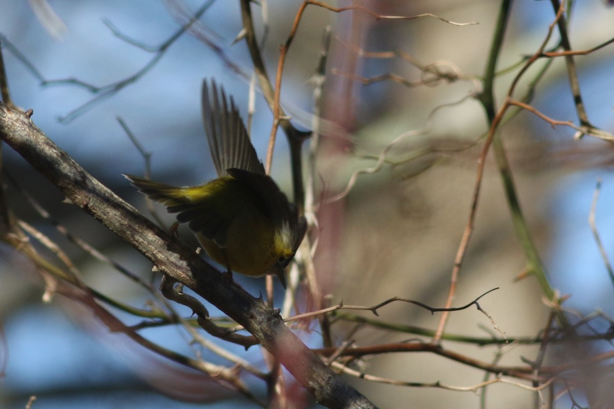 Nashville Warbler - ML611375399