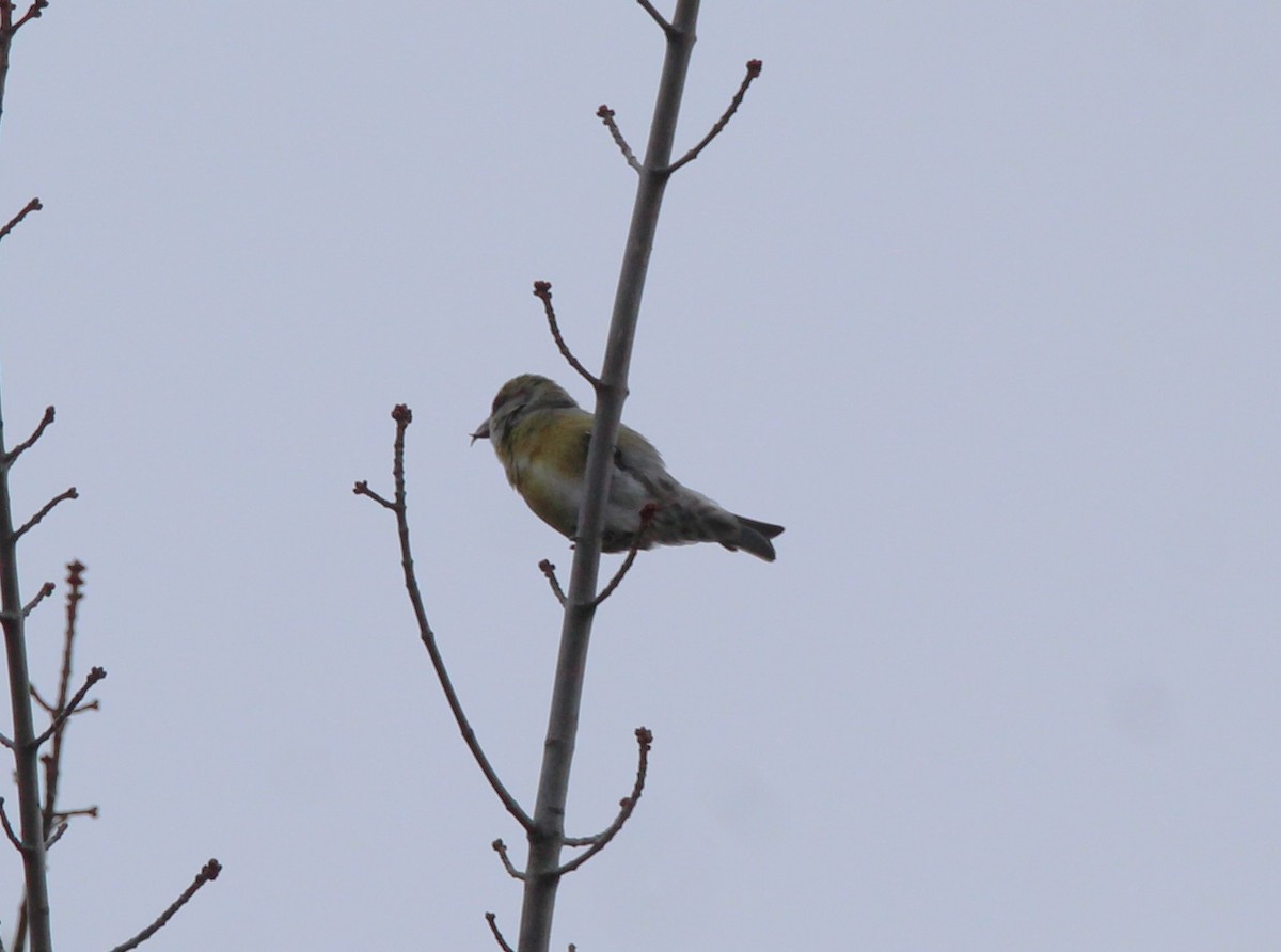 Red Crossbill - ML611375467