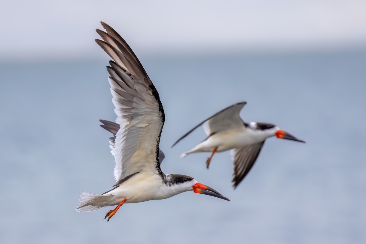 Black Skimmer - Joshua Stacy