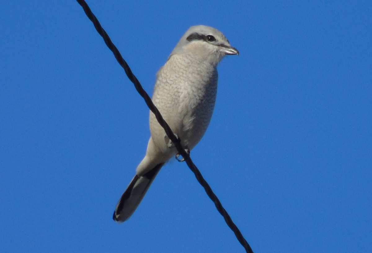 Northern Shrike - ML611375531