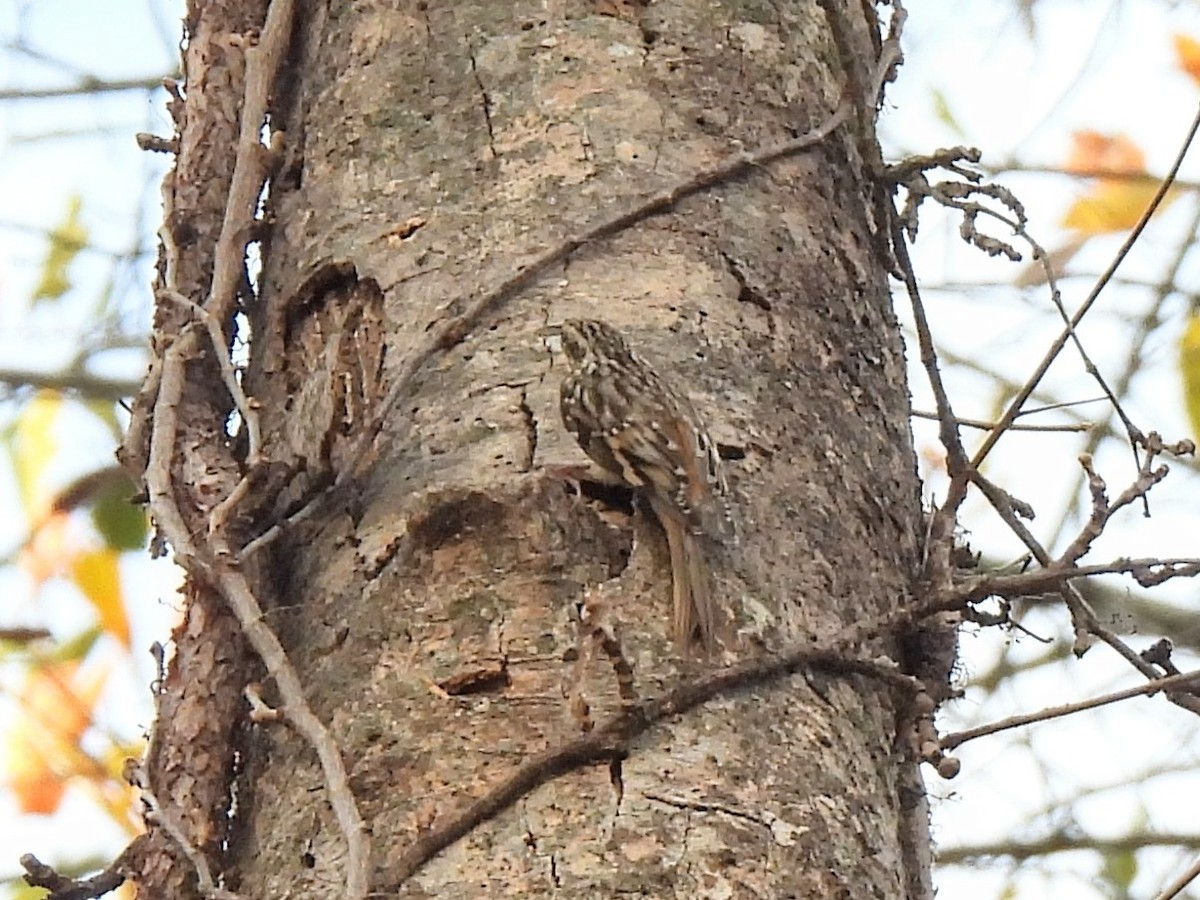 Brown Creeper - Ed Daniels