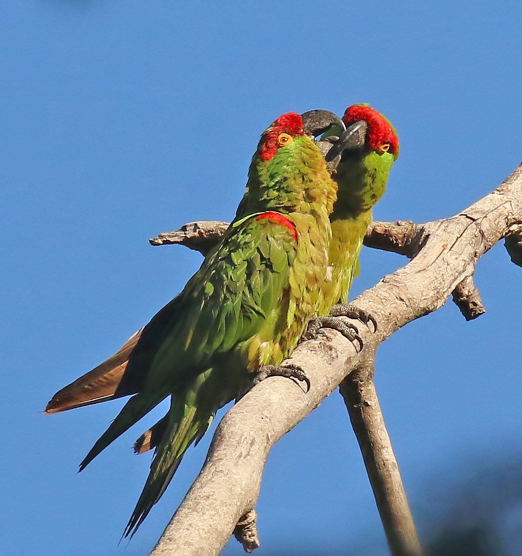 ハシブトインコ - ML611375588