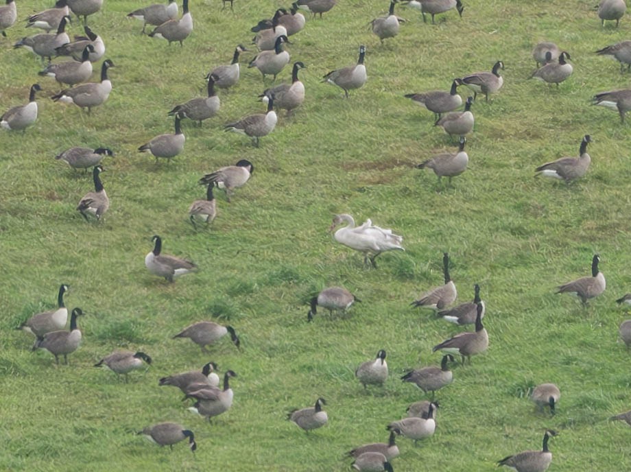 Tundra Swan - Natalie Barkhouse-Bishop