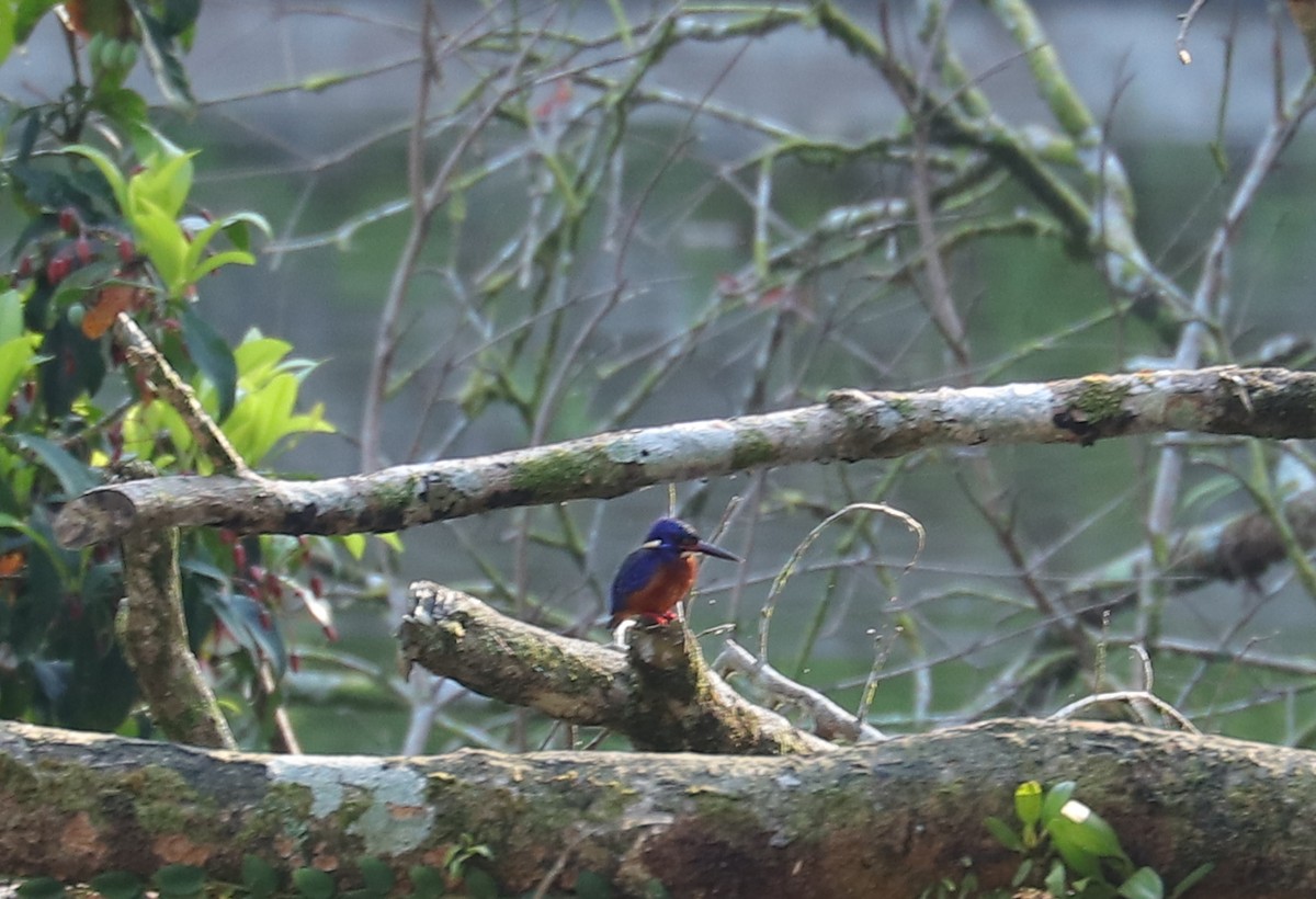 Blue-eared Kingfisher - ML611375639
