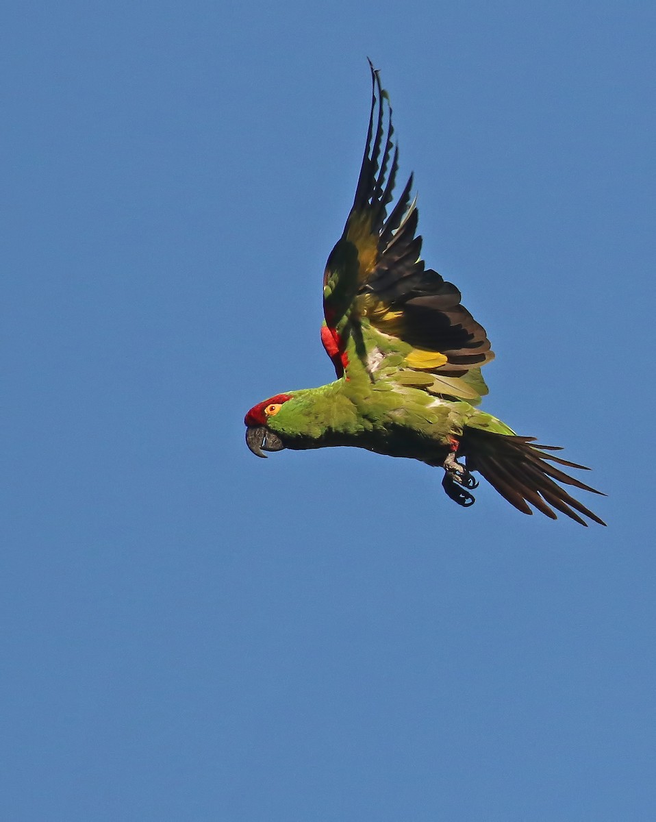 Thick-billed Parrot - ML611375730