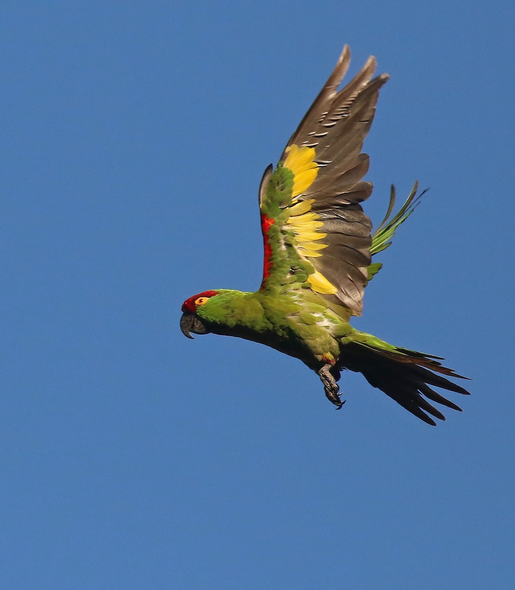 Thick-billed Parrot - ML611375744