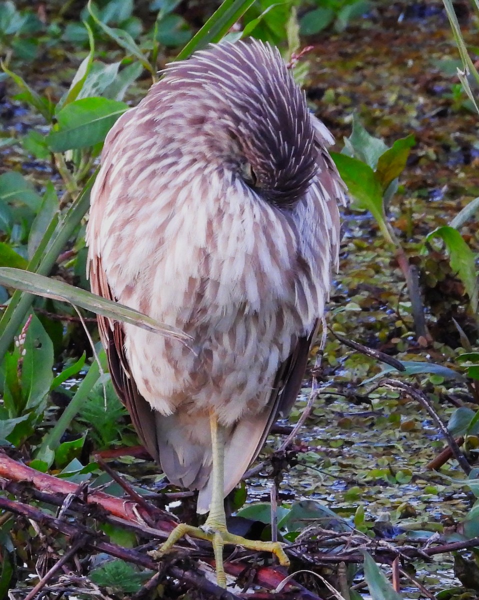 Yellow-crowned/Black-crowned Night Heron - ML611375778