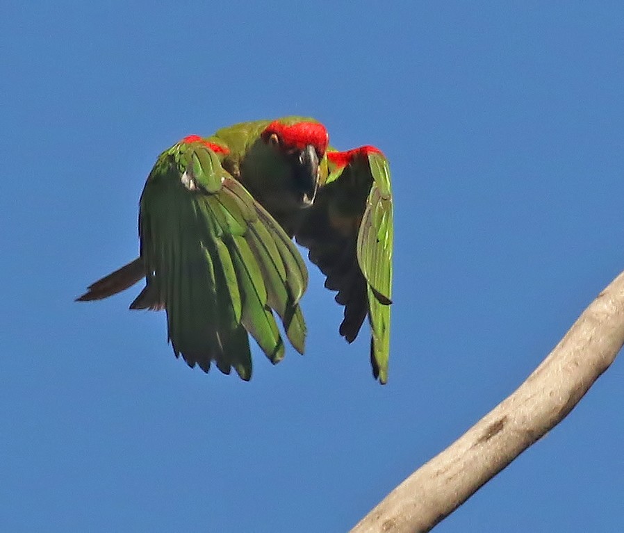 Thick-billed Parrot - Glen Tepke