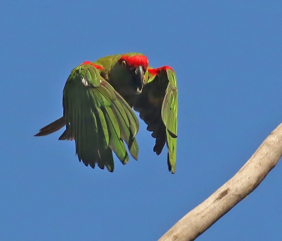 ハシブトインコ - ML611375885