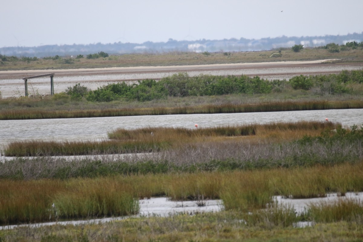 American Flamingo - ML611375896