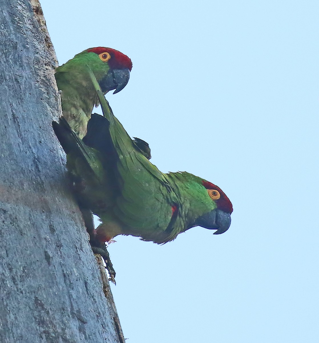 Thick-billed Parrot - Glen Tepke