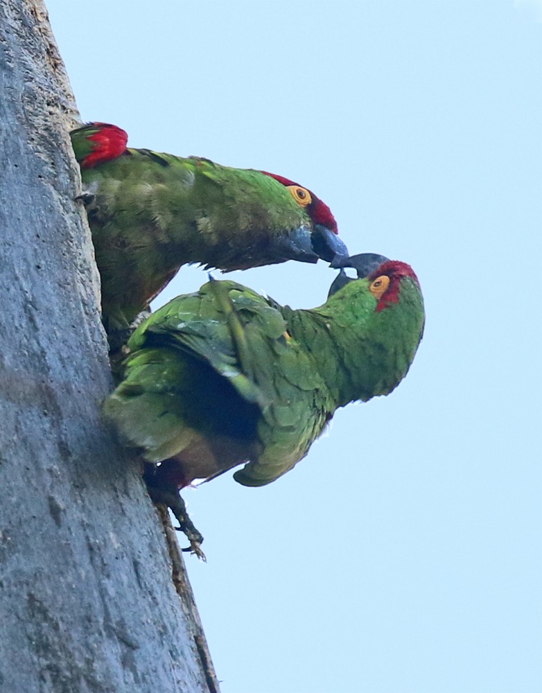 Thick-billed Parrot - Glen Tepke