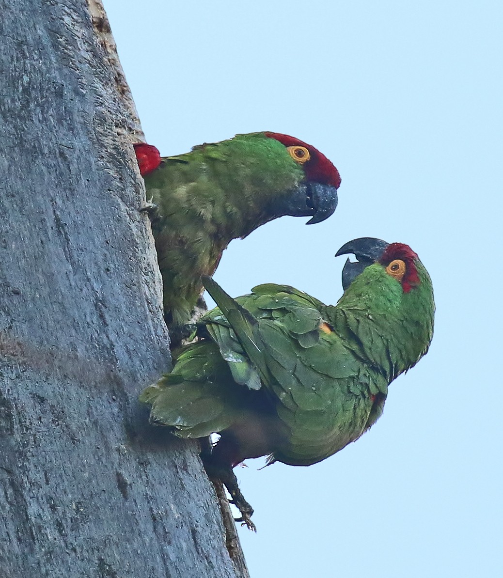 Thick-billed Parrot - Glen Tepke