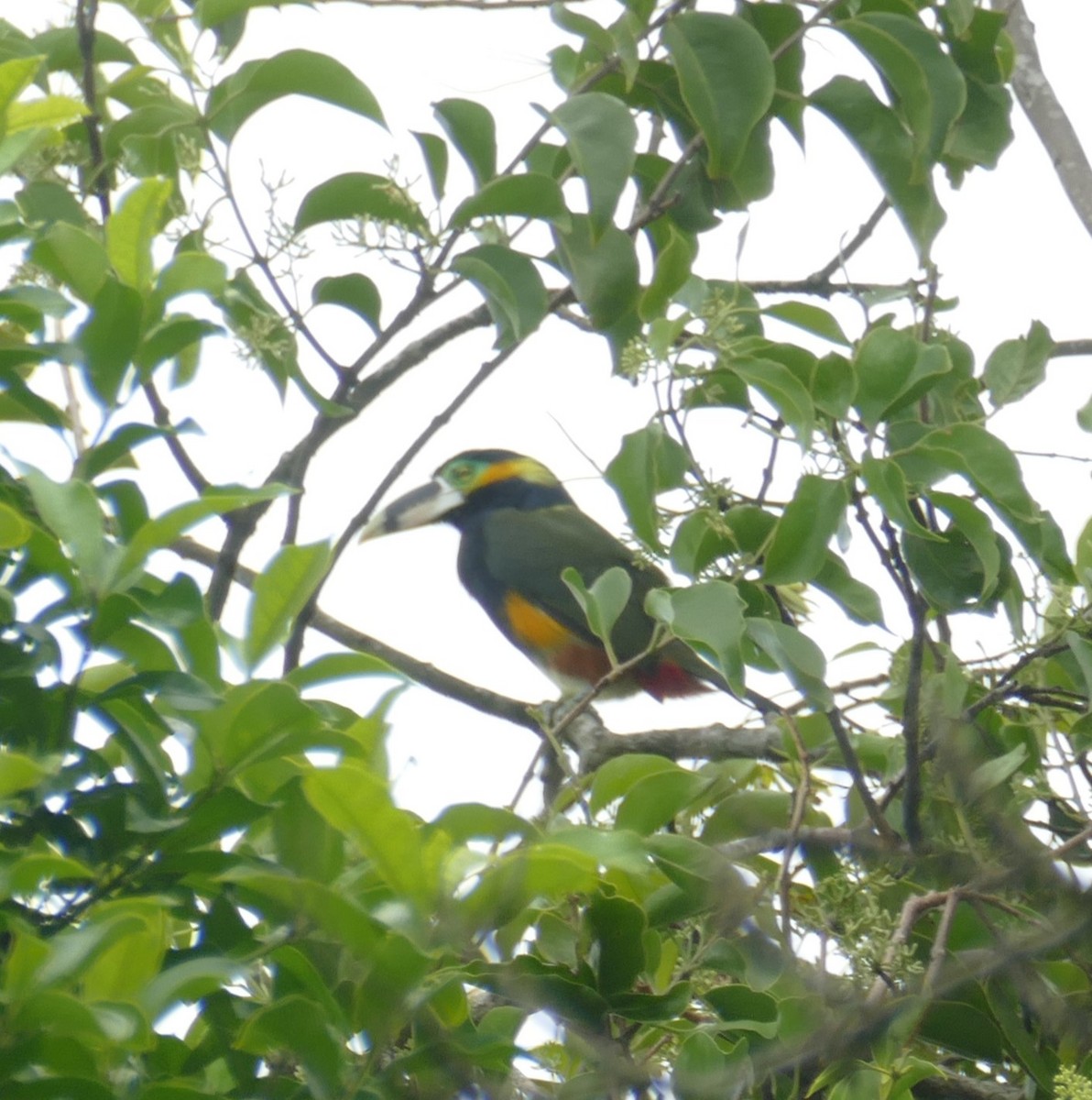 Gould's Toucanet - ML611376032