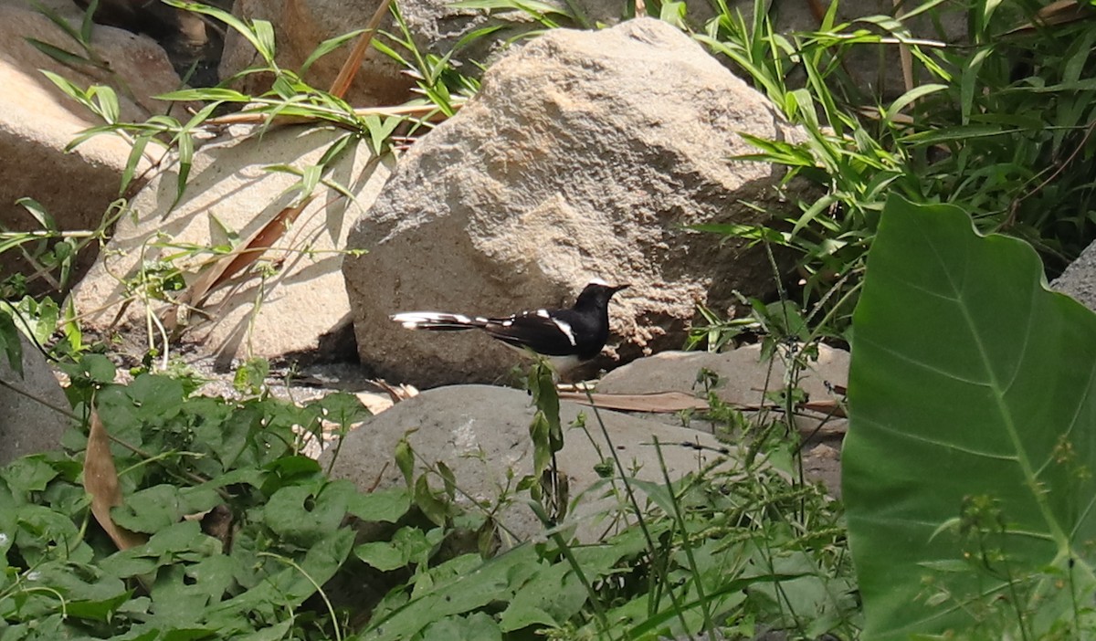 White-crowned Forktail (Javan) - ML611376082