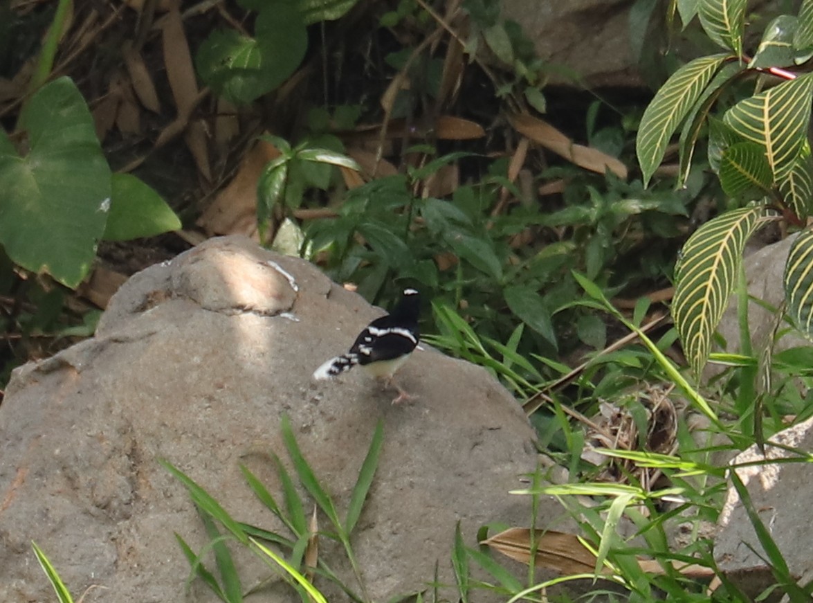 White-crowned Forktail (Javan) - ML611376092