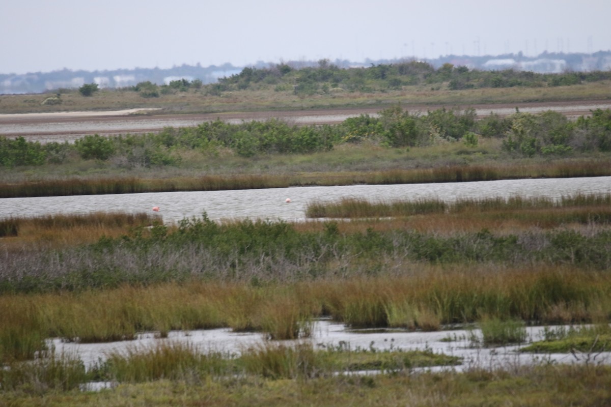 American Flamingo - ML611376102