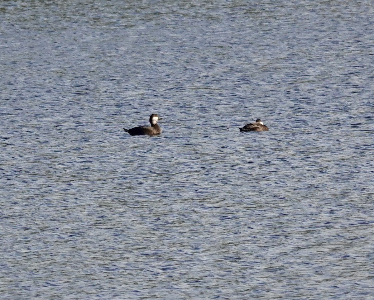 Black Scoter - ML611376143