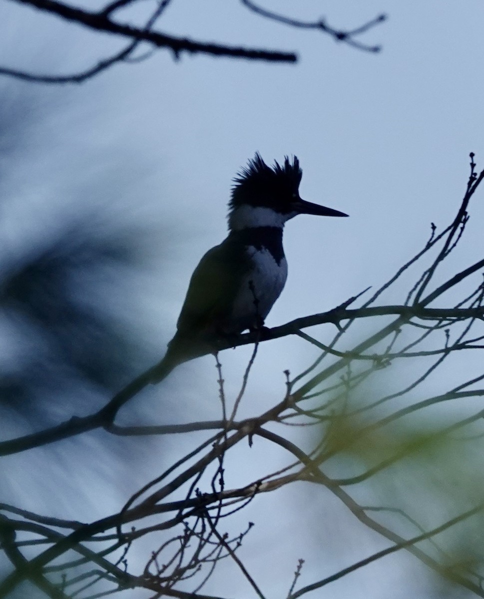 Belted Kingfisher - ML611376149