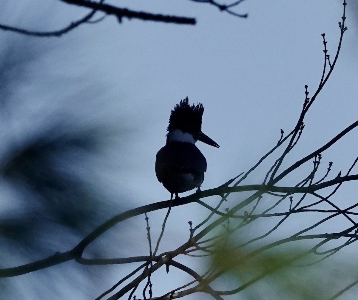 Belted Kingfisher - Jeanne-Marie Maher