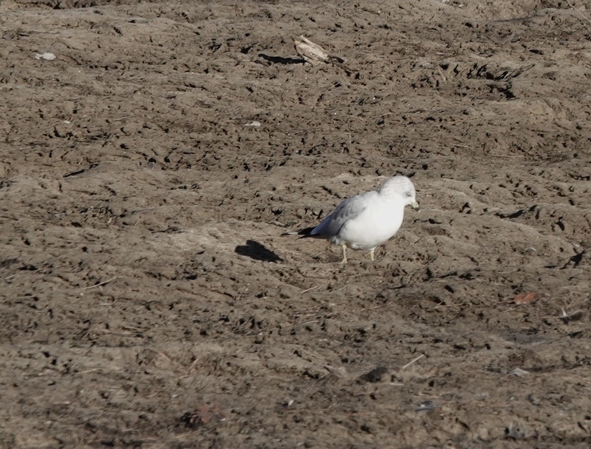 Ring-billed Gull - ML611376166