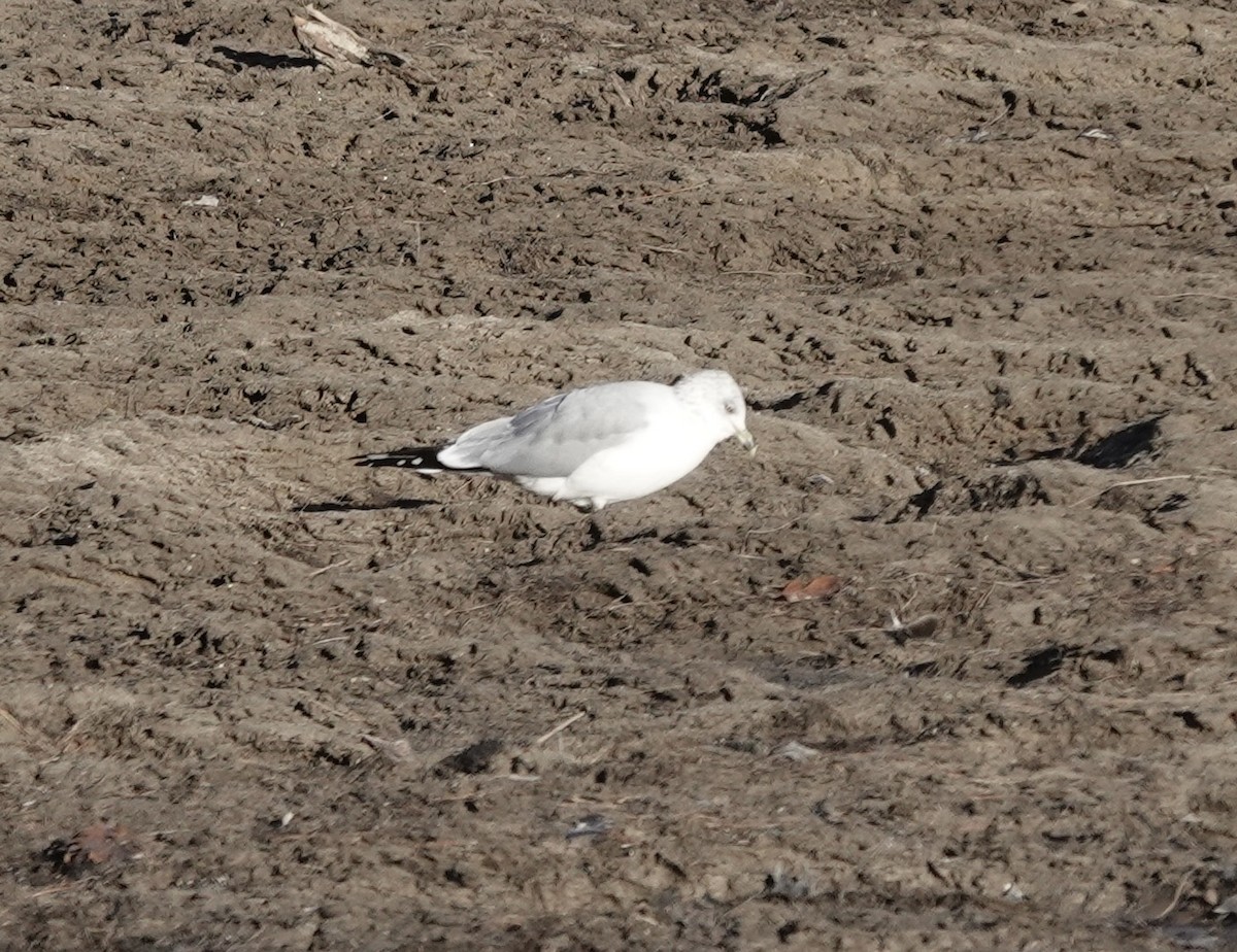 Ring-billed Gull - ML611376167