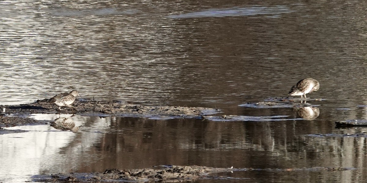 Green-winged Teal - ML611376185