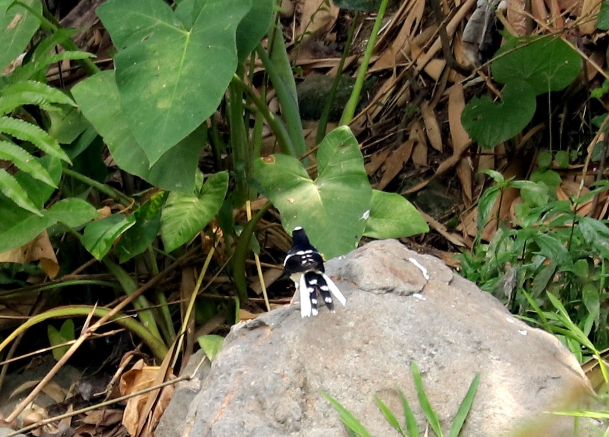 White-crowned Forktail (Javan) - ML611376192