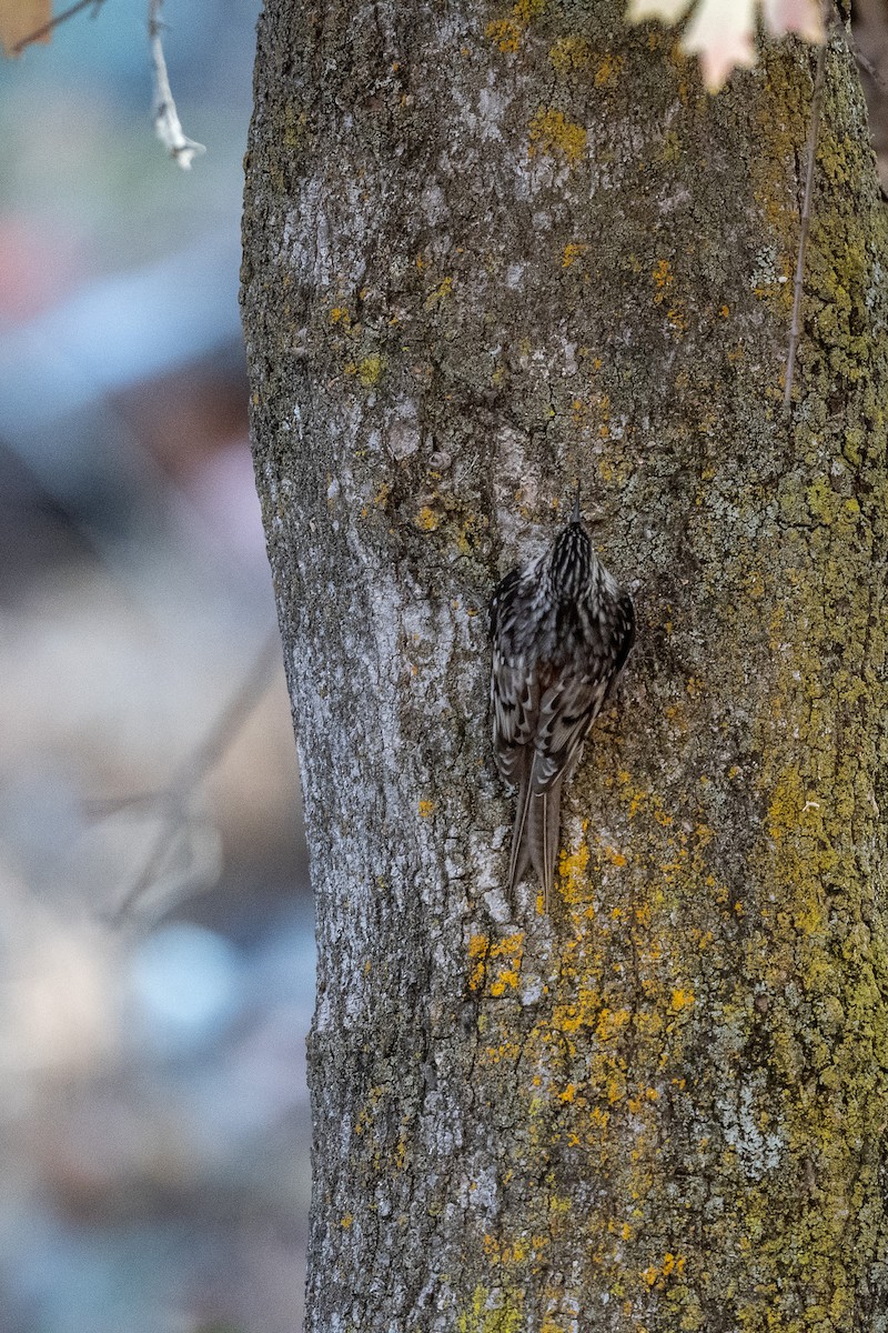 Brown Creeper - Suzy Deese