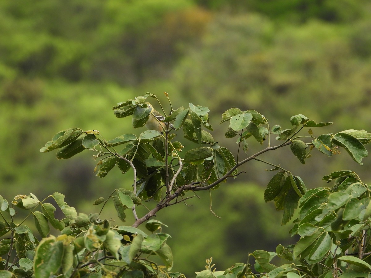 Bay-breasted Warbler - Cristy Trujillo