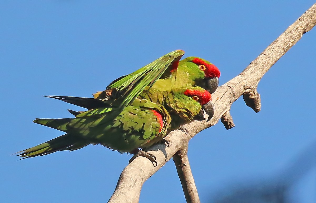 Thick-billed Parrot - ML611376332