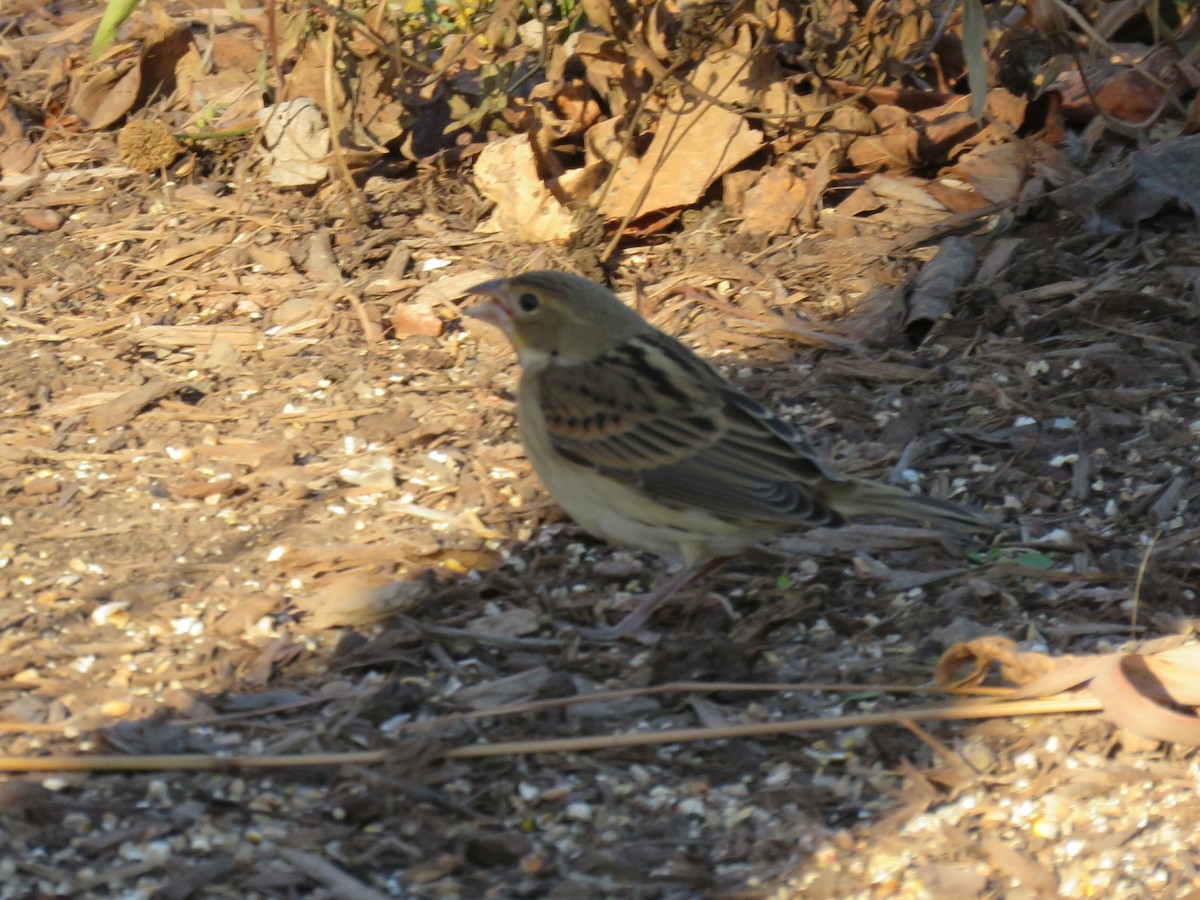 Dickcissel - ML611376390