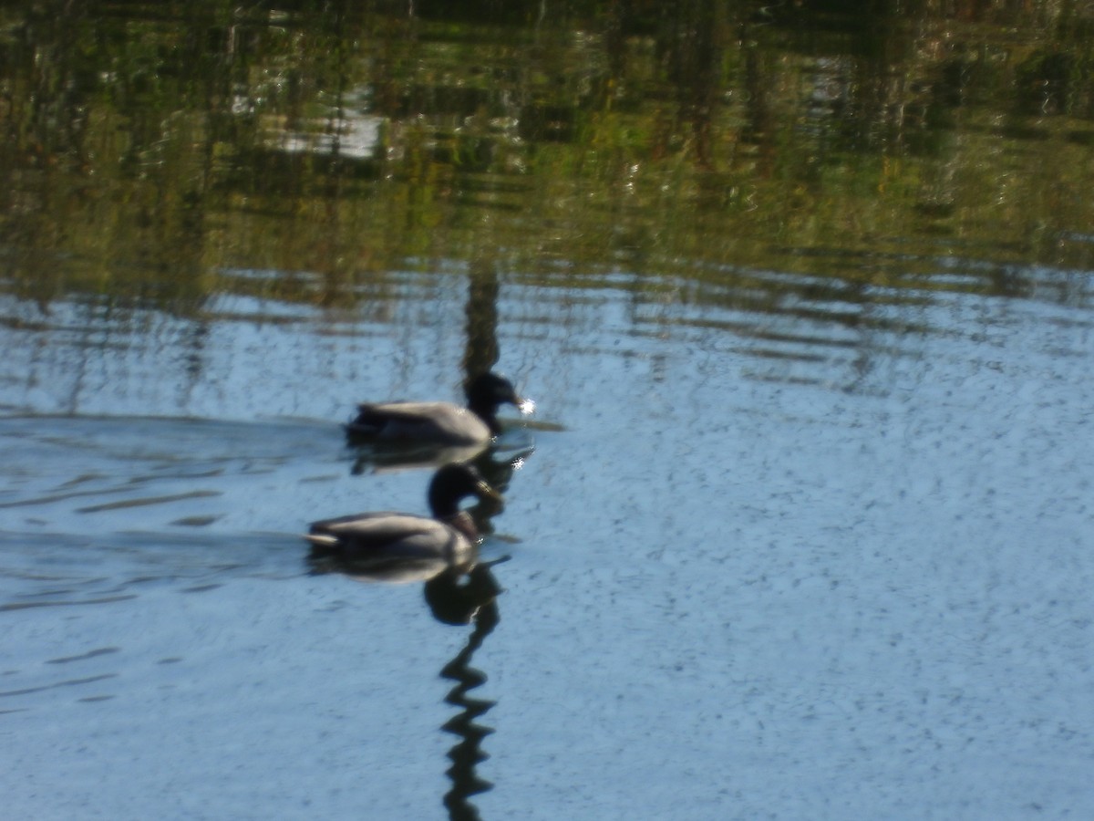 Canard colvert - ML611376403