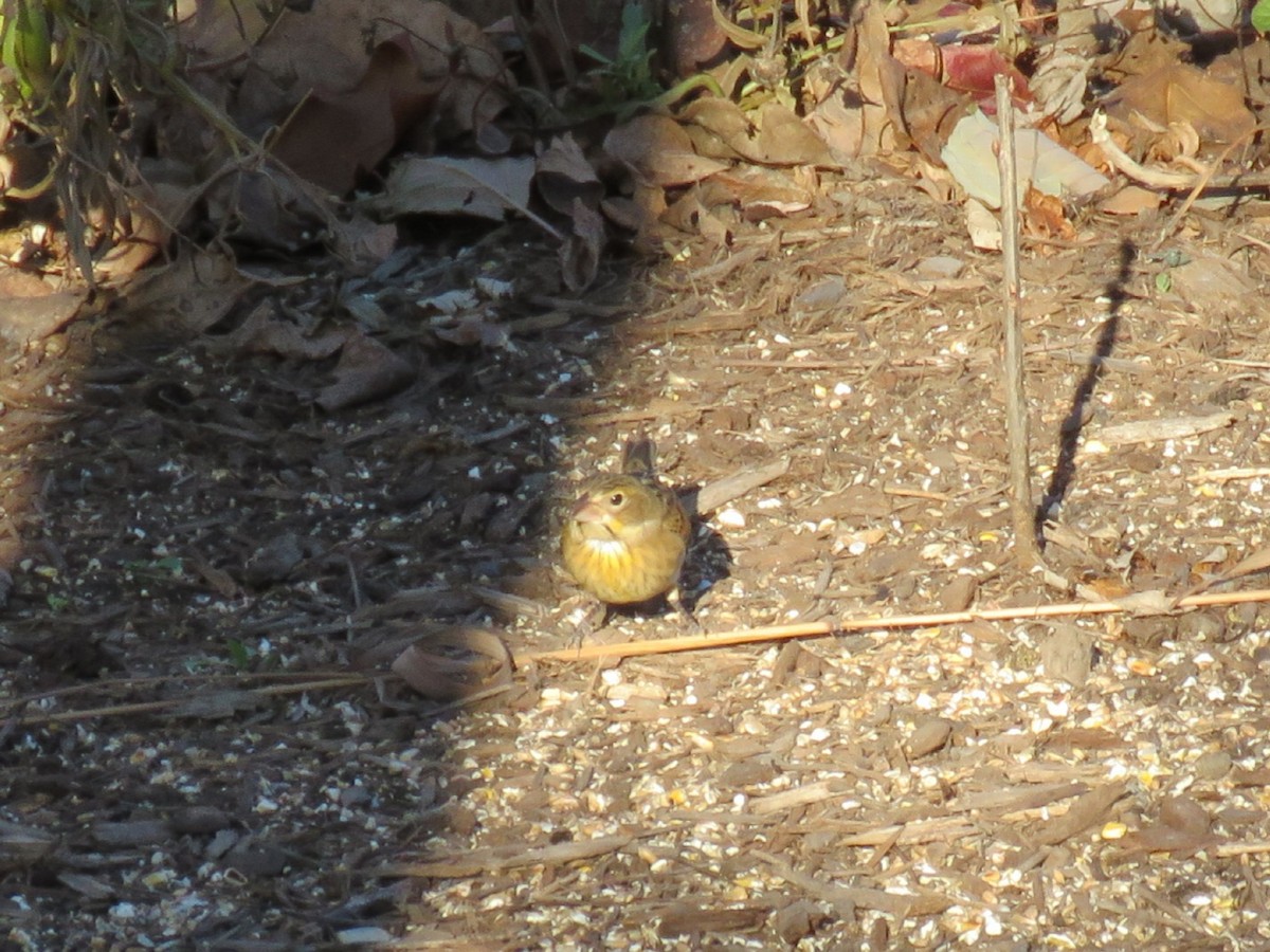 Dickcissel - ML611376414