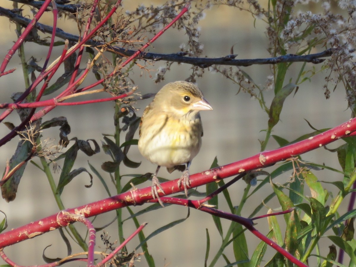 Dickcissel - ML611376434
