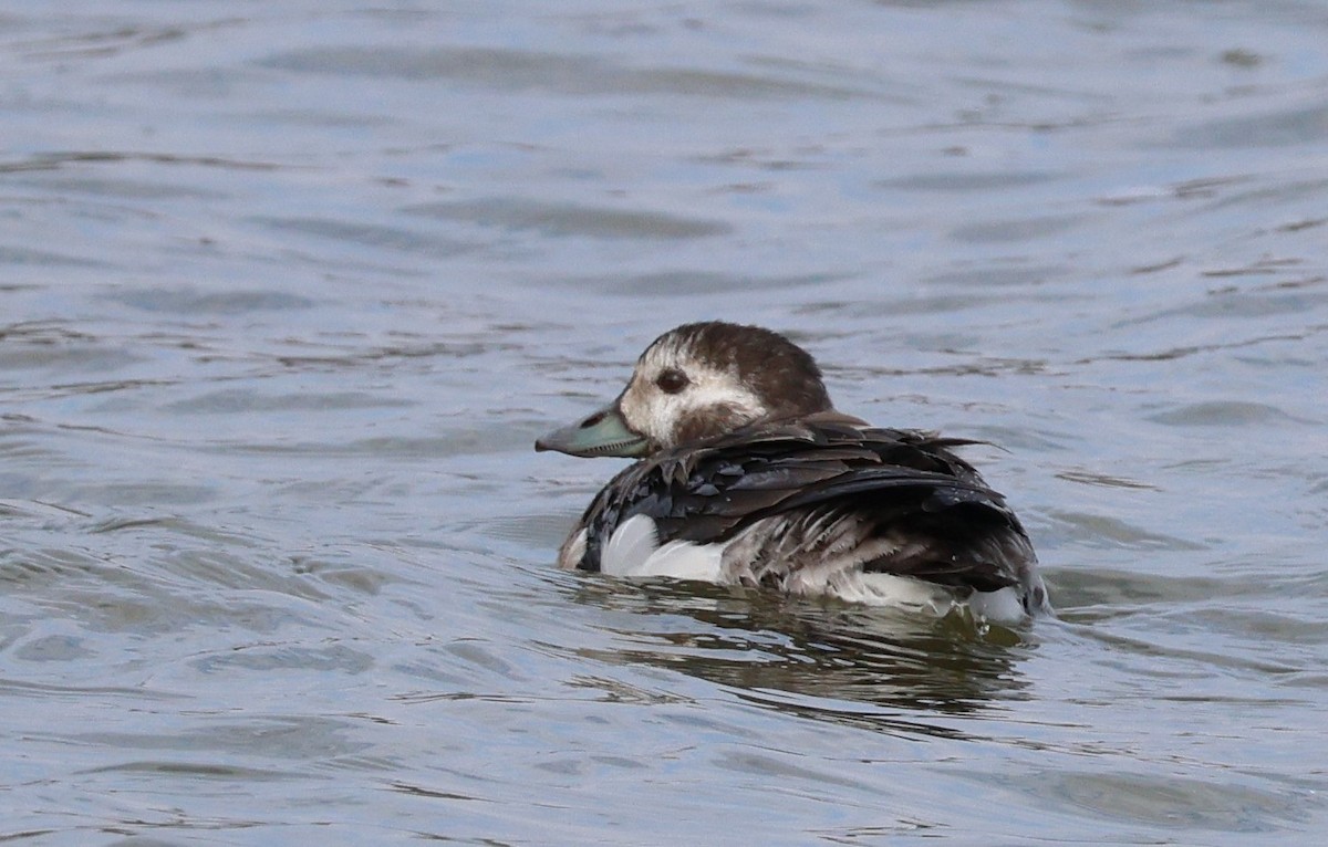 Long-tailed Duck - ML611376459